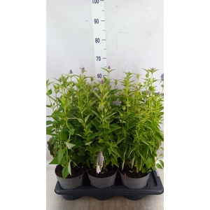 Agastache  'Blue Fortune'