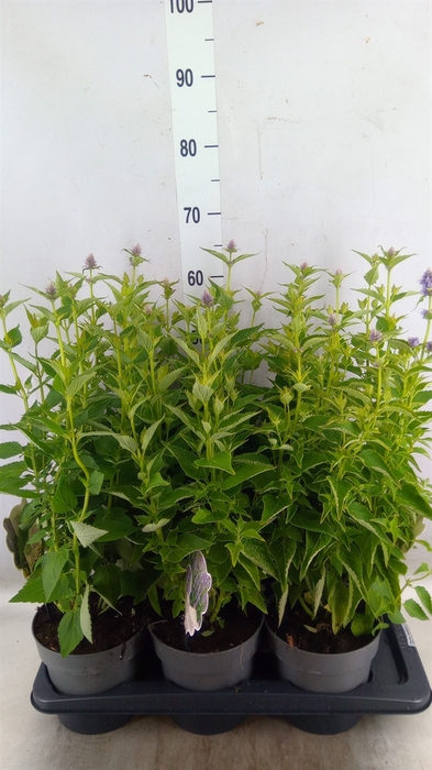 <h4>Agastache  'Blue Fortune'</h4>
