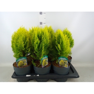 Platycladus orient. 'Aurea Nana'