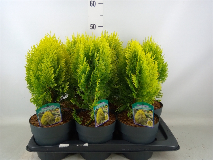 <h4>Platycladus orient. 'Aurea Nana'</h4>