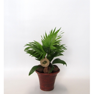 LIVISTONA ROTUNDIFOL