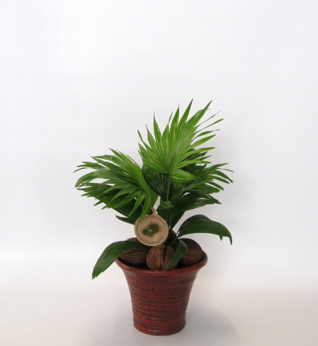 <h4>Livistona rotundifolia</h4>