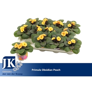 Primula Peach Winterhard