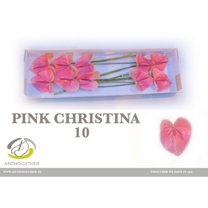 Anthurium Pink Christina