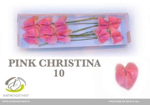 <h4>Anthurium Pink Christina</h4>