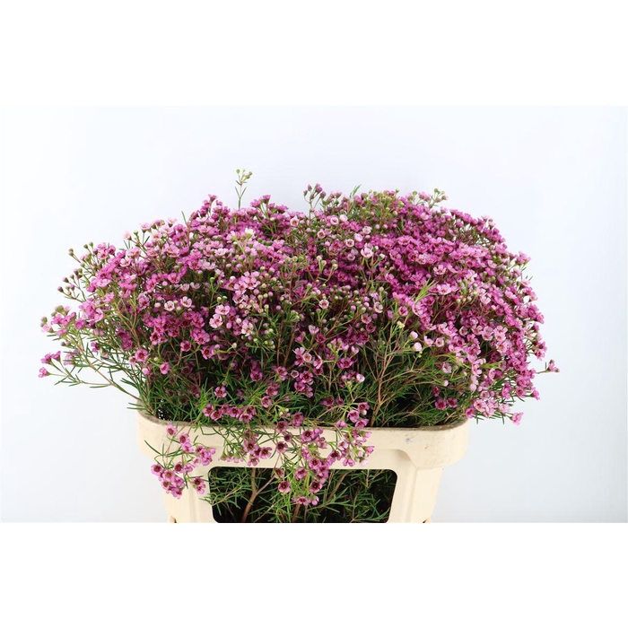 <h4>Cham Jupiter</h4>