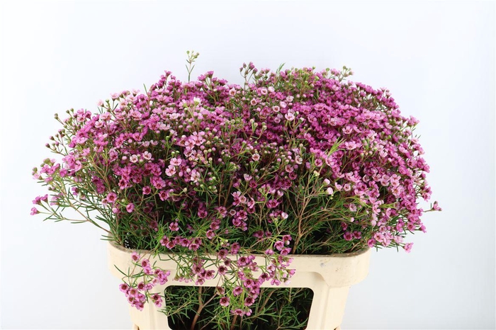 <h4>Cham Jupiter</h4>