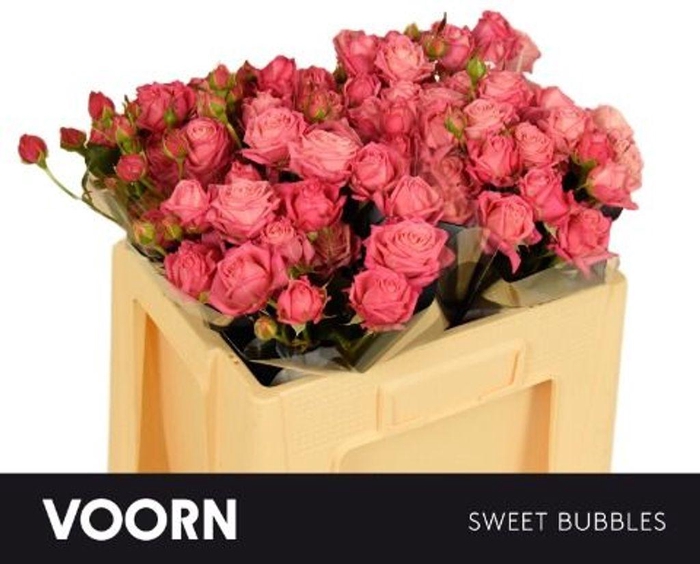 <h4>Rosa spray sweet bubbles</h4>