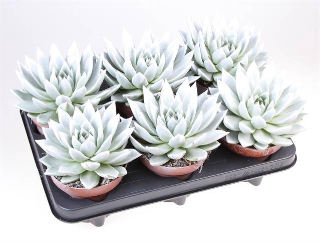 <h4>ECHEVERIA PARELMOER + GLITTER</h4>