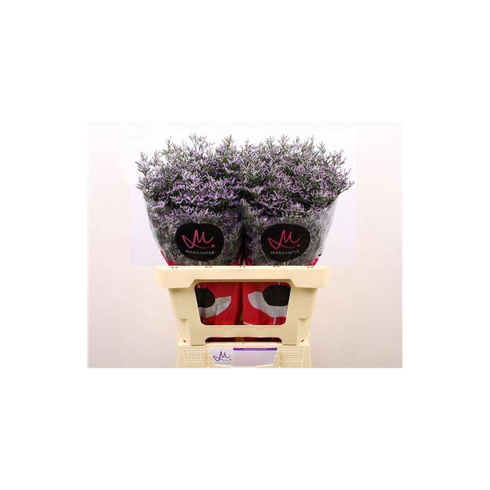 <h4>Lim Ov Skylight</h4>