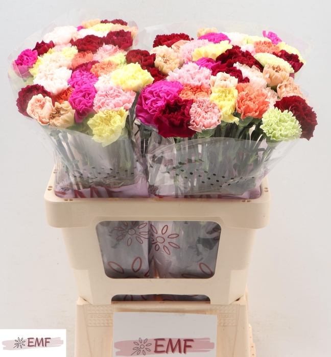 <h4>DI ST GEM IN BOS</h4>