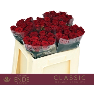 R GR RED NAOMI! CLASSIC A2 50cm A2