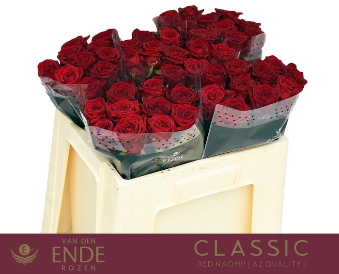 <h4>R GR RED NAOMI! CLASSIC A2 50cm A2</h4>