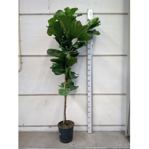 Ficus lyrata