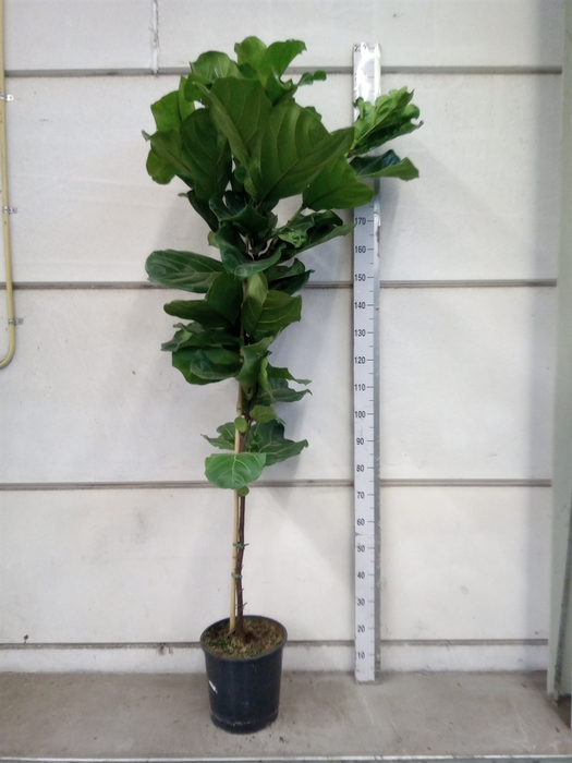 <h4>Ficus lyrata</h4>