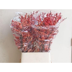Ilex Ve Oudij Orange 100cm
