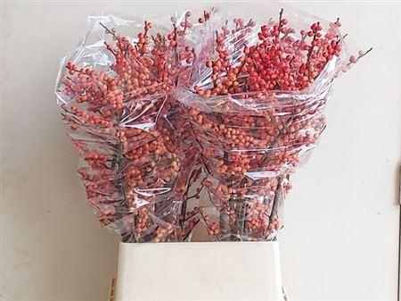 <h4>Ilex Ve Oudij Orange 100cm</h4>