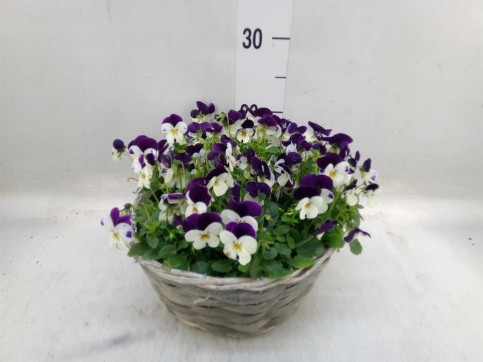 <h4>Viola corn.   ...</h4>