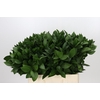 Ruscus Hypophyllum