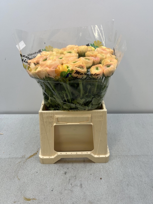 <h4>RAN CLONI EXTRA TUAREG</h4>