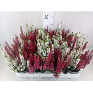 Calluna vulg. 'Beauty L'  ..mix 2/p