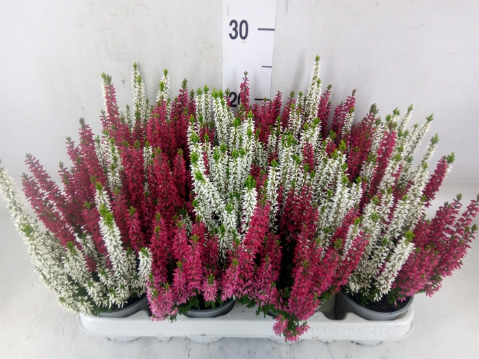 Calluna vulg. 'Beauty L'  ..mix 2/p