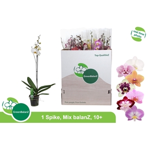 PHAL GEM