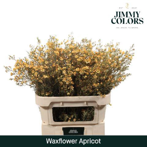 <h4>Waxflower premium L80 Apricot</h4>