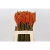 Kniphofia Eycone Orange