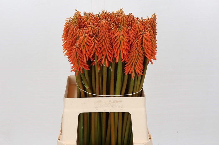 Kniphofia Eycone Orange