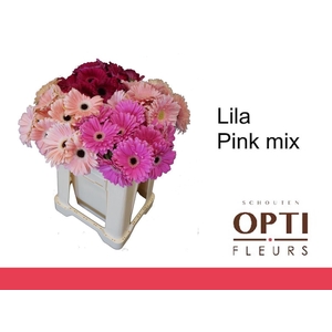 Gerbera Mix Lila - Pink