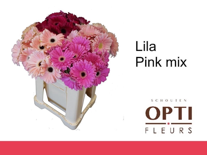 Gerbera Mix Lila - Pink