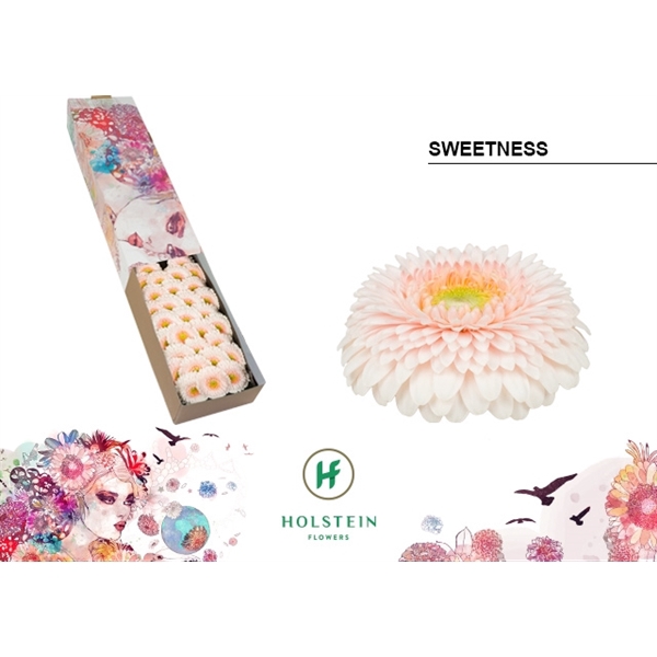 <h4>Ge Mi Pomponi Sweetness Box Holstein</h4>