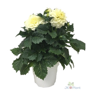 Dahlia Miscellaneous Grp Dahlinova Hypnotica White