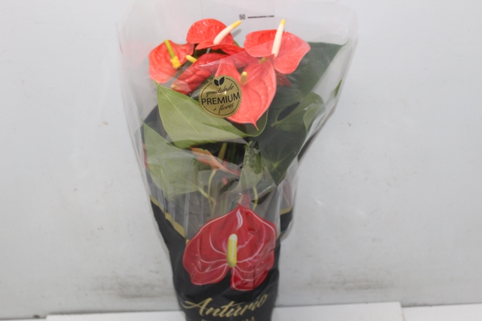 <h4>ANTHURIUM ATLAS P17 PREMIUM</h4>