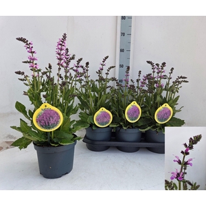 SALVIA PR HAEMATODES