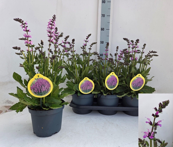 <h4>SALVIA PR HAEMATODES</h4>