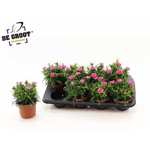 Dianthus Oscar Pink And Purple