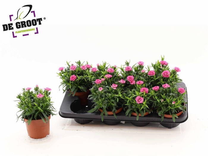 <h4>Dianthus Oscar Pink And Purple</h4>