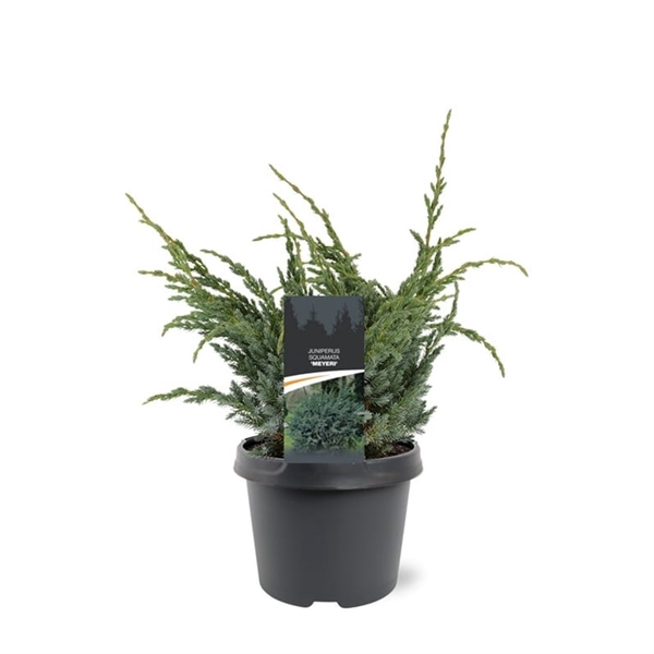 <h4>Juniperus squamata 'Meyeri' 30-40 C3</h4>