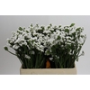 Limonium sinuatum Silvery Sun Birds