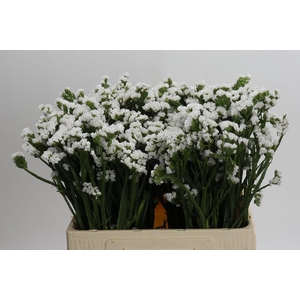 Limonium sinuatum Silvery Sun Birds