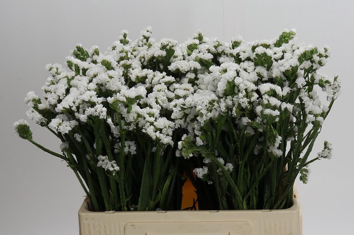 <h4>Limonium sinuatum Silvery Sun Birds</h4>