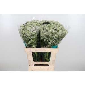 Astr Billion Star Xl