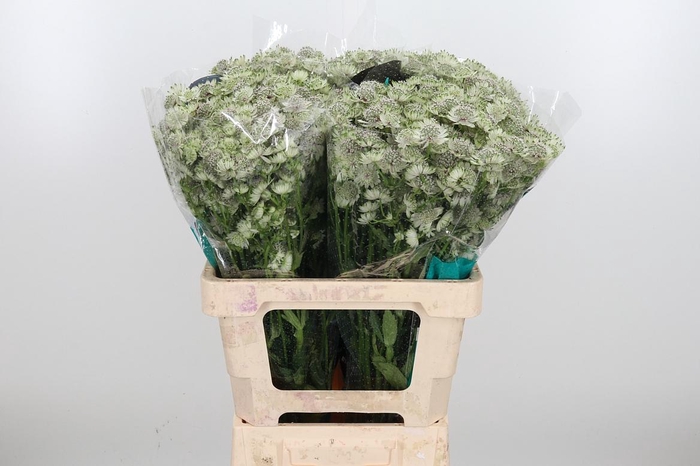 <h4>Astr Billion Star Xl</h4>