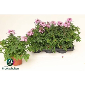 CLEOME
