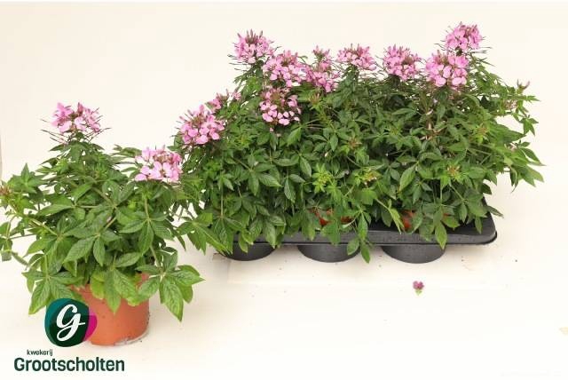 <h4>CLEOME</h4>