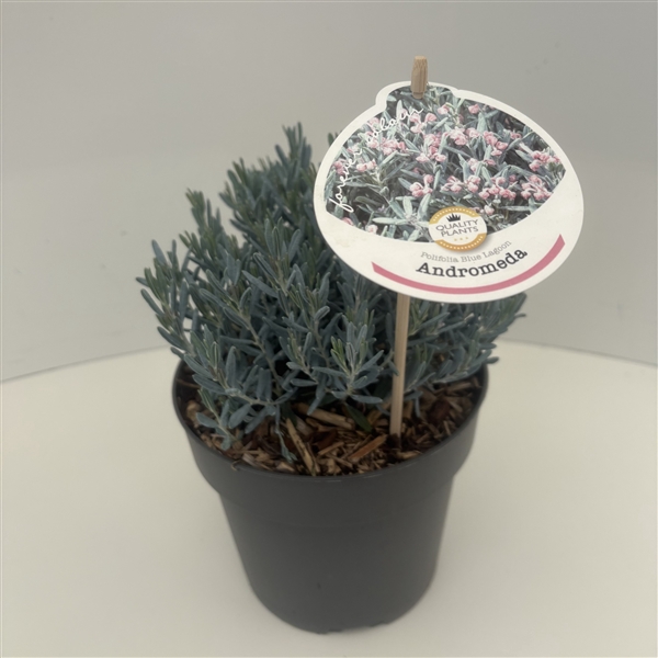 <h4>Andromeda polifolia 'Blue Lagoon'</h4>