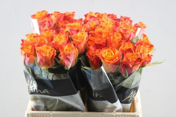 <h4>R Gr Mariyo! L40</h4>