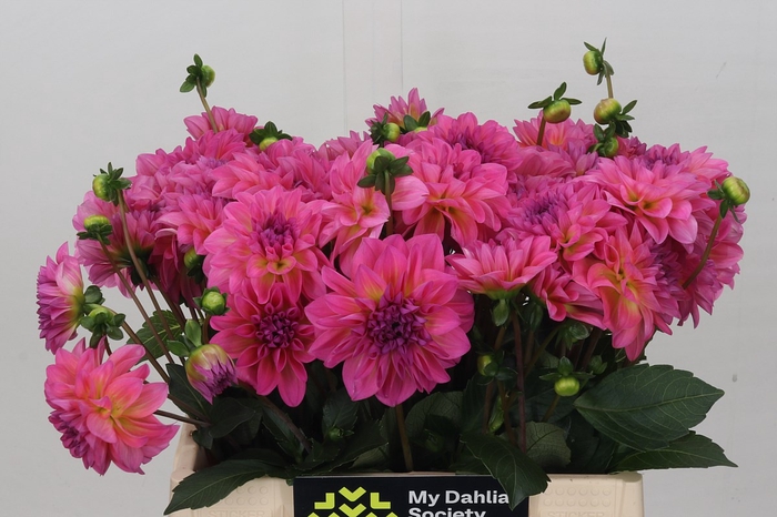 Dahlia Esli